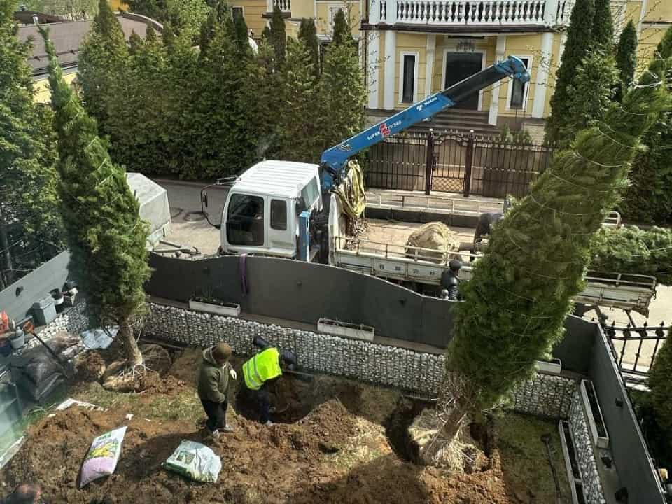 Посадка крупномерных хвойных деревьев с помощью манипулятора